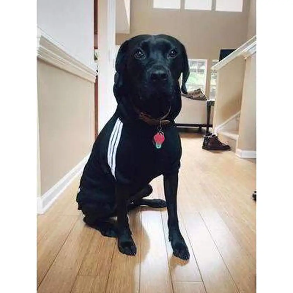 Big Dog Adidog Hoodie